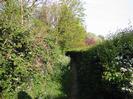 Footpath with high hedges on both sides.