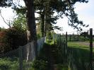Footpath with chainlink fences on each side.
Large Scots Pine trees on the left.