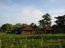 Field with young trees.
Low red-brown house and garage.
Large Scots Pine trees.