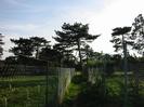 Footpath with high chainlink fences on each side.
Large Scots Pine trees.