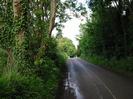 Looking east on Mill Lane.
Narrow road between high banks.
Trees both sides.
Road rises towars a large Horse Chestnut tree in the distance.