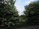 Hawthorn trees in flower.
Gate with sign.
Field and trees visible over gate.