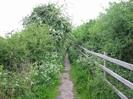 Footpath between large bushes.
Wooden rail fence on the right.
