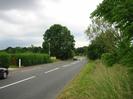 Road with hedges and driveway on left.
Large tree behind street light.
Traffic island.
Grass verge and trees on right.