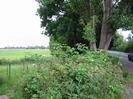 Low chainlink fence on left with grassy playing fields behind.
Mound of brambles.
Large trees beside road.