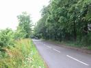 Looking south on Station Road.
Grass verge with wild flowers and bushes on the left.
Large Horse Chestnut trees on the right.