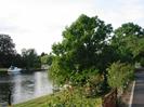 River Thames with moored boats on left.
Garden with clipped lawn and roses.
Large trees.
River Road on extreme right.