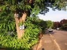 Tree with signs "NO HGVS" and "PRIVATE RESIDENTS ONLY".
Pavement.
Road with parked cars and overhanging trees.