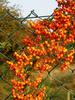 Rowan berries on chain-link fence