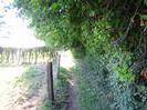 Footpath with wire fence and field on left and overhanging trees on the right.