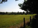 Grassy field with hedge and row of trees on the far side.
Wire fence and footpath on right with overhanging trees.