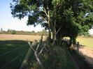 Footpath with wire fences and fields on both sides.
Trees beside path.