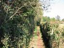 Narrow footpath with bushes and trees on left.
Fence and hedge on right.