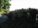 Road on left, with hedge on right.