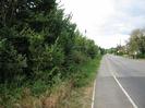 Looking north on Marsh Lane.
High scrubby hedge on left.
Road and footway on right.