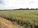 Row of newly-planted trees in protective enclosures.
Post-and-wire fence.
Scrubby field.
Trees in distance.