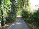 Narrow lane with trees on left and bushes on right.