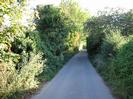 Narrow lane with bushes and trees on each side.