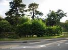 Road with fence and trees on the far side.
Large Scots Pine trees in the background.
Road sign: "Services"