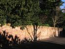 High wall on the North side of Rectory Road, with Yew trees overhanging.