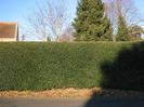 Holly hedge on Southern border of churchyard.