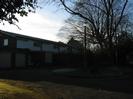 Looking into Wellbank against the sun.
Houses on the left, trees and street light on the right.