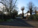 Looking West on Rectory Road.
Eastern entrance of Wellbank on the left.
St Nicolas House in the distance.
Wellbank Cottage on the right.
Pollarded Horse Chestnut trees.