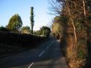 Looking North on Hill Farm Road.
Hedges alongside road.
Ivy-covered telegraph pole.