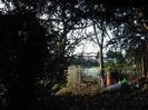 Gardens behind Wellbank.
Trees and fence.