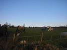 Boundary Road Stables.
Wire fence, barrels, and horses.