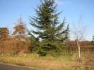 Trees alongside Boundary Road.