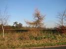 Trees and hedge along Boundary Road.
White cottage visible in the distance.