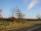 Trees and hedge along Boundary Road.
Part of Burnham visible in the distance.