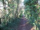 Footpath between high hedges full of ivy.