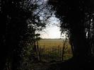 Iron kissing-gate at end of footpath.
Ivy-covered trees on each side.
Open field beyond.