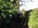 Footpath between high hedges.
St Nicolas Church just visible on the right.