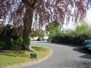 Road curves to the left around large Copper Beech tree.
Sign by road warning of children playing.
Viburnum hedge on right.
Houses and garages in distance.