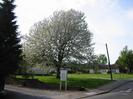 Entrance road to Taplow Vineyard, with sign advertising wine for sale.
Large flowering tree in grass area.
Group of bungalows beyond.
Leaning telephone pole.