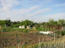 Allotment gardens.