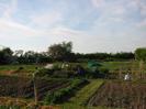 Allotment gardens.