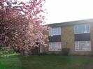 Houses built of sandy-coloured bricks with darker panels and dark roofs.
Large windows.
Flowering Cherry tree on the left.