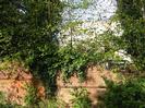 High brick wall with iron retaining straps.
Trees overhanging the wall.
Part of Hitcham Grange visible through the trees.