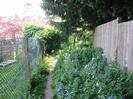 Footpath with chainlink fence on left and wooden fence on right.
Undergrowth and overhanging trees on the right.