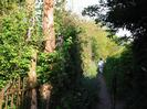 Footpath with high hedges on each side.
Iron fence on the left.
Overhanging trees.
Walker on footpath.