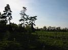 Field with young trees seen against the light.
Large Scots Pine trees on the skyline.