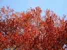 Looking up into Copper Beech Tree