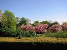 Hedge with flowering trees behind.