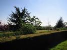 Hedge with trees behind.