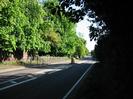 Looking south on Berry Hill.
High brick wall on left with Horse Chestnut trees overhanging.
Railings beside road.
Traffic island.
`40' speedlimit sign.
Dark bank of trees on the right.