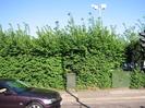 East side of Berry Hill.
Car waiting at traffic lights.
Hedge with two roadside cabinets in front.
Tall floodlight pole behind hedge.
Traffic light on far right.